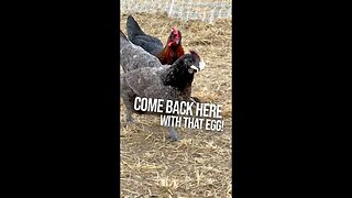 Come back here with that egg!