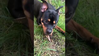 Cutest dog on EARTH! (Must Watch) #shorts #short #viral #trending #dog