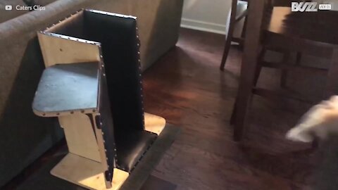 Hund bruger en speciel stol til at spise