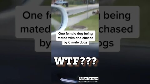 Women. Now Dogs Can't Even Be Dogs. Toxic Caninelinity