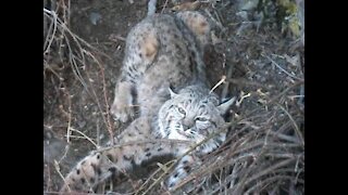 Trapped Bobcat