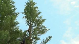 Cat rescued from tall tree