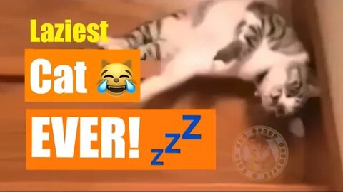 Introducing the Laziest Cat In the World 😹 (#Fullscreen) | Funny Cat Videos