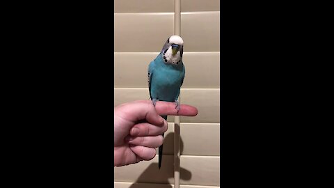 Chatty budgie loves to beatbox for the camera