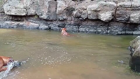 Swimming Rhodesian Ridgeback