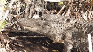 Alligator Finds Good Place to Rest