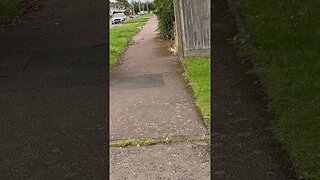 Bird 🦅 on the path #veiws_viral_video_subscribers_grow