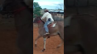 Vaqueiro PO Andando No Burro