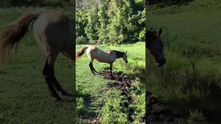 Arthur the rescue horse drinks from a stream