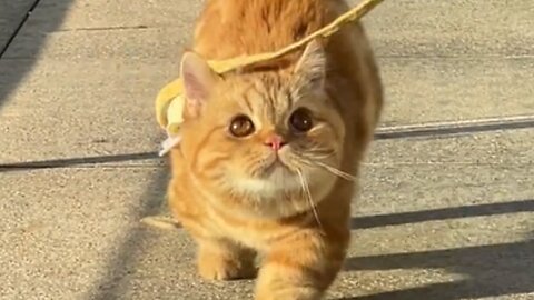 Cute cat walking proudely