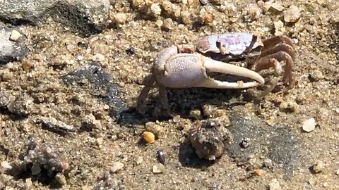 FIDDLER CRABS - on the Jersey shore - easy to find and observe!