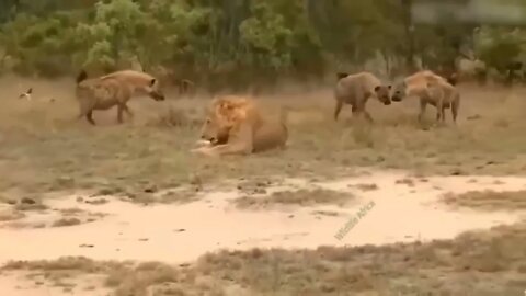 The Lion's Leg Was Bitten Off By Hyena During A Fierce Confrontation Over Food - Lion Vs Hyenas-9