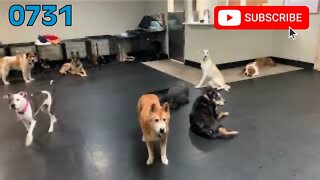 [0731] GOOD NIGHT, PAWSHA [#dogs #doggos #doggies #puppies #dogdaycare]