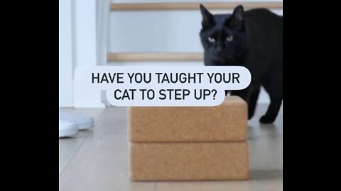 Have you taught your cat to step up?