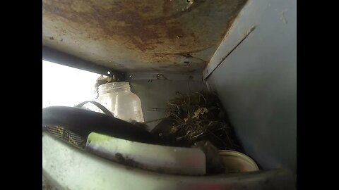 3 Baby birds nesting go pro hero