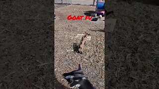 never underestimate goat fu #goats #fun #animals #shortvideo #shortsfeed #martialarts #kids #funny