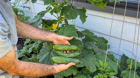 Lots of cucumbers: Part 1