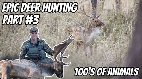 Deer Hunting Bonanza Part # 3 || EPIC Deer Hunt || Fallow & Red Deer Rut || 30-06 Rifle || Stalking
