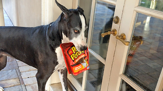 Great Dane helps with the groceries, carries dog treats inside