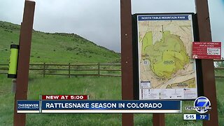 It's rattlesnake season in Colorado