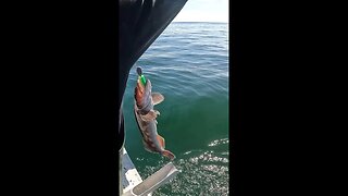 Massive Cod - Jig Fishing In Beautiful Alaska #shorts #fishing