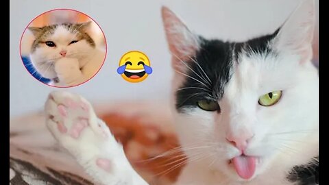 New Funny Videos 2024 😍 Funniest Cats & Dogs Videos🐶😹 Part 22