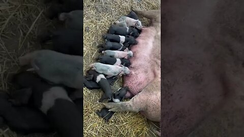 1- Day Old Piglets. One got it so wrong