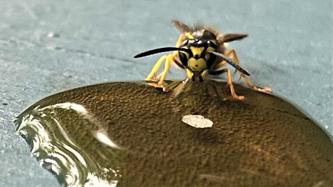 Daring housefly confronts ferocious yellowjacket wasp for cola spill
