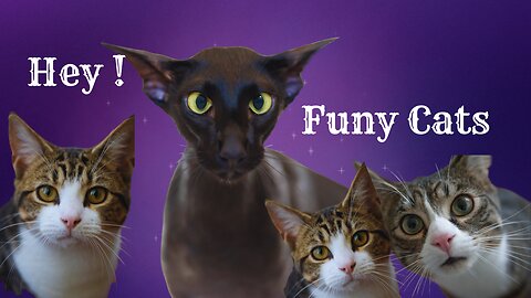 Funny cats fun || funny cats videos || cute funny cats