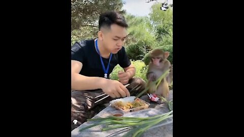 Cute greedy monkey