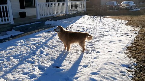 Happy golden retriever