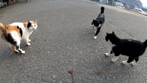 a calico cat, a bearded cat came up