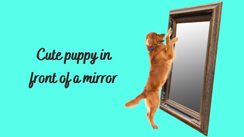 Cute pup playing in front of a mirror