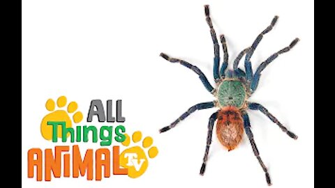 SPIDER All Things Animal TV
