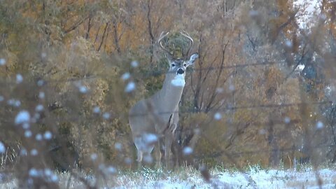 "Goofy" - This buck is just a little goofy!
