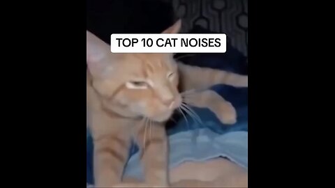 Cat meme part 04| Top 10 cat noise | Awesomemoments