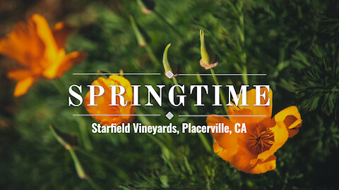 Springtime at Starfield Vineyard