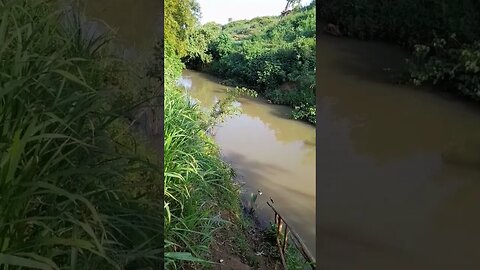 Relaxing river with bird sounds#relaxing #sleep #worldcup #nature #africa #birdsounds #sounds #river