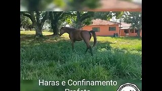 Cavalo ( Venda-se ) égua #shorts #roça #animals #bicho #fazenda #agro #sitio #roça #haras #arabe #sp