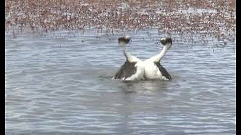 Hooded Grebe courtship dance, rare footage from Tango in the Wind