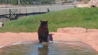Bear cub by the pool