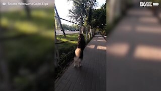 Cão adora passear andando em duas patas