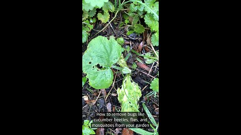 Garden bugs issues? Catch bugs like cucumber beetles,flies,mosquitoes