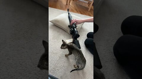 The Kitten Is Learning How To Hunt ...... Very Cute