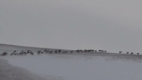 HOW MANY ELK? GIVE YOUR BEST GUESS! MOUNTAIN ANTS. . .LARGEST ELK HERD EVER!