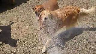 Pack of dogs play with water hose