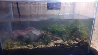 2.5 Gallon Creek Scape Update Beautiful Fish Aquarium. Diecast Truck Videos Coming!
