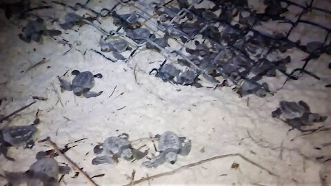 Sea turtle hatchlings filmed coming out of their nest
