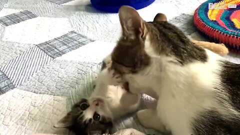 Mamma gatta fa il bagnetto ai suoi piccoli