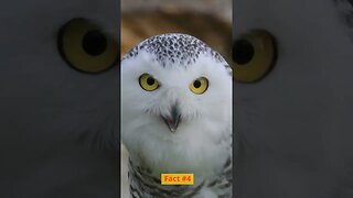 Amazing Owl Facts: Silent Flight, Night Vision, Head Swivel, and Diet | Owl Fun Facts Explained